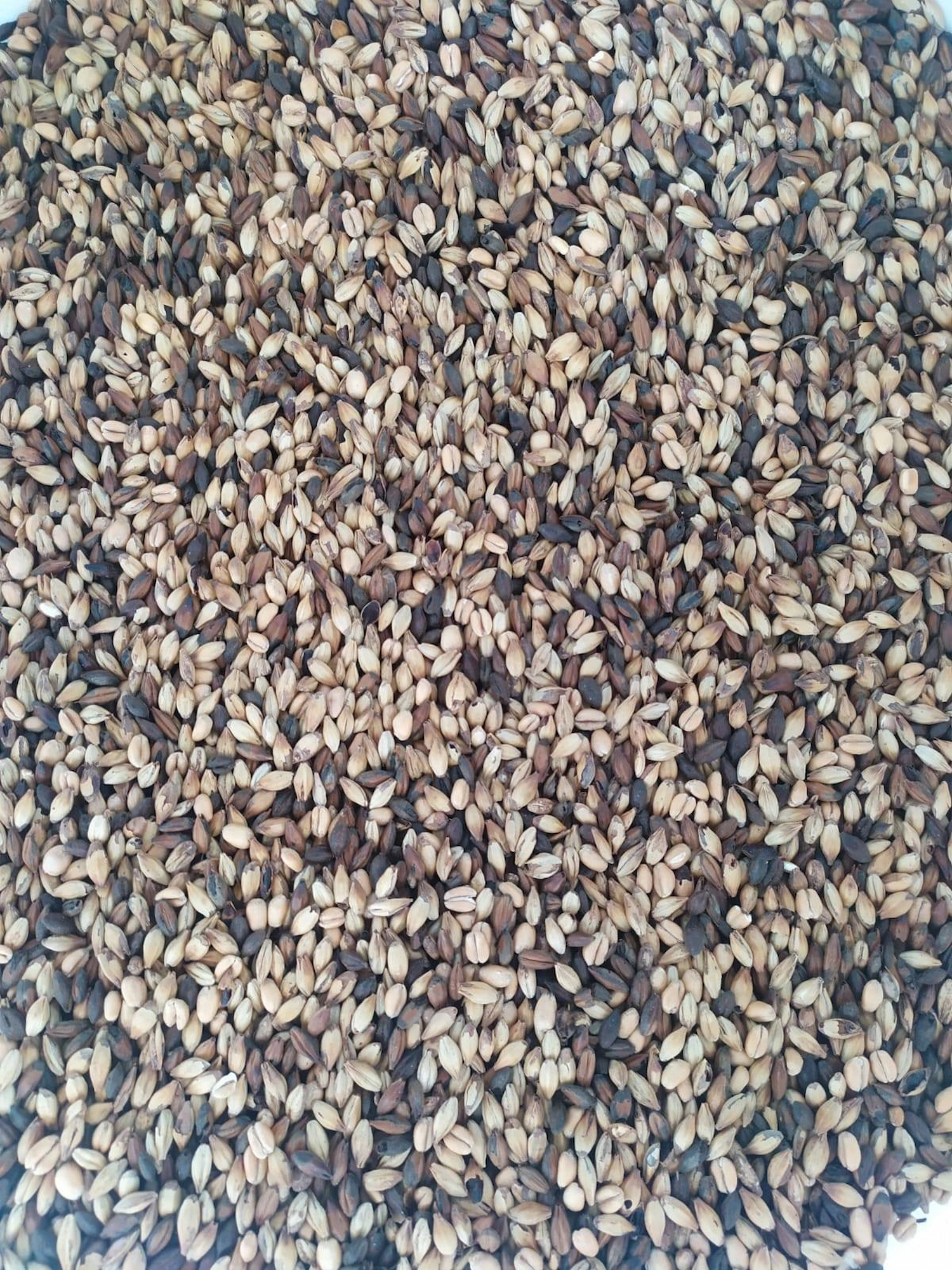 Malt et houblons Brasserie Torr Penn